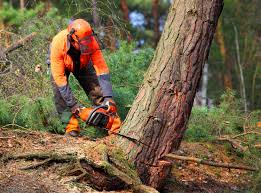 Best Seasonal Cleanup (Spring/Fall)  in Chico, CA