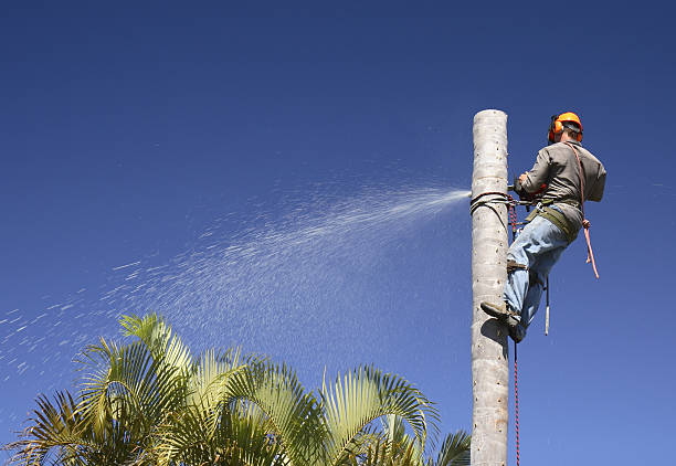 Best Hedge Trimming  in Chico, CA