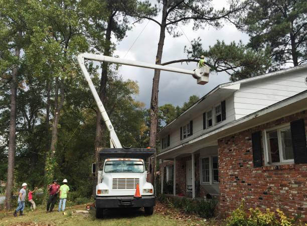 Chico, CA Tree Services Company