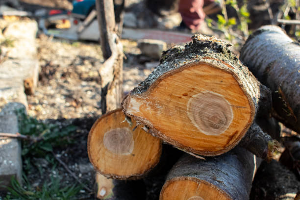 Best Root Management and Removal  in Chico, CA