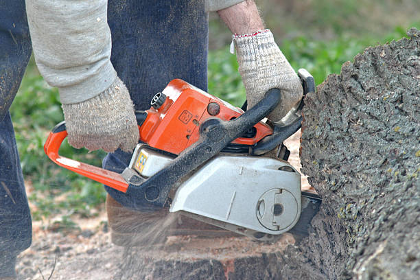 How Our Tree Care Process Works  in  Chico, CA